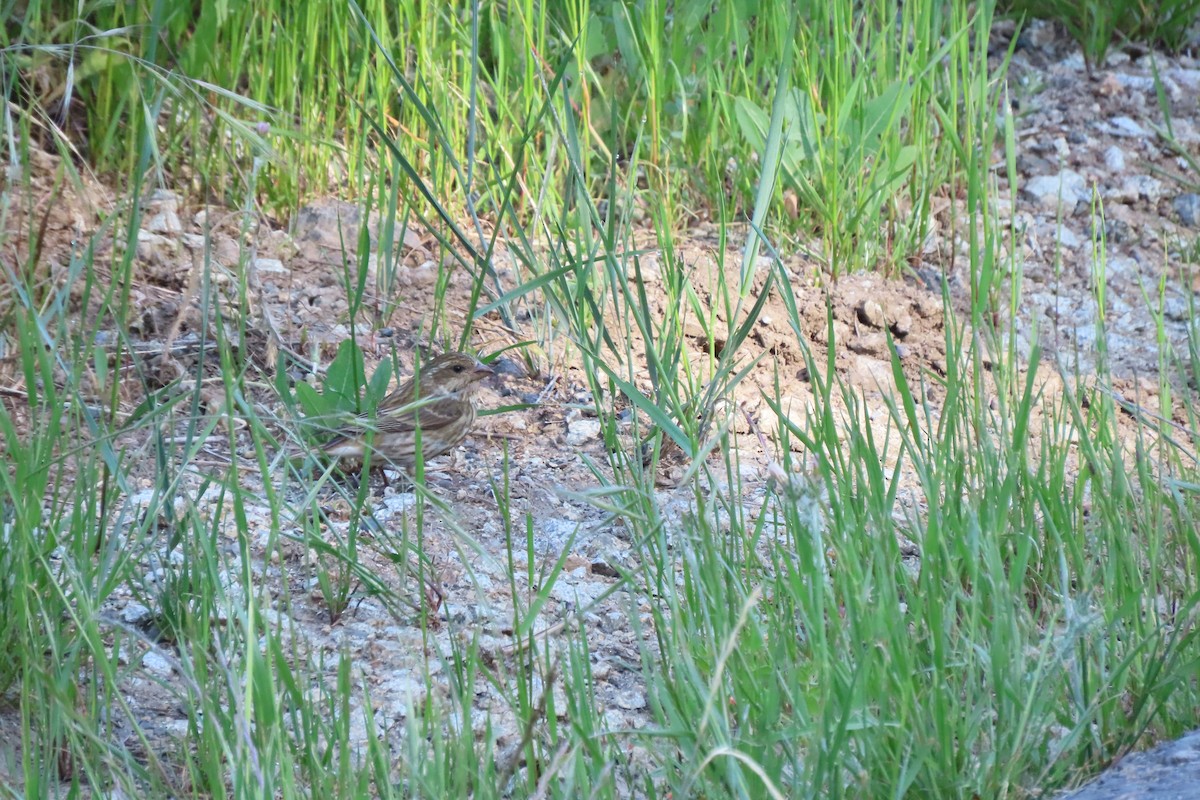 Purple Finch - Becky Turley