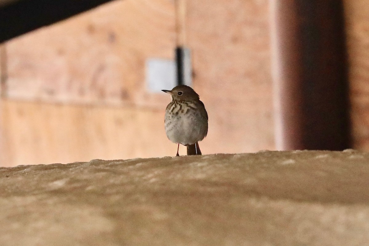 Hermit Thrush - Sam de Beer