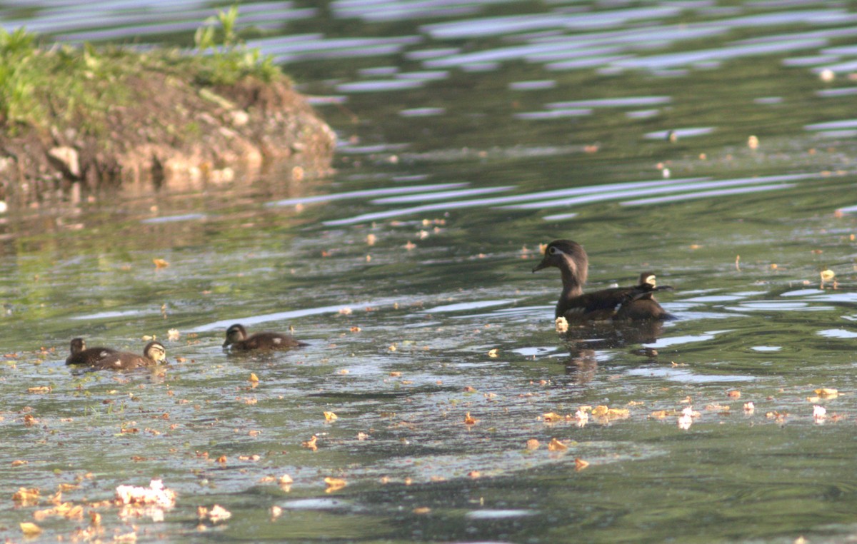 Wood Duck - ML619460222