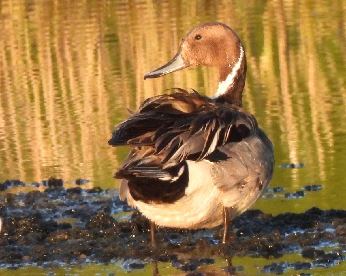 Northern Pintail - Michael I Christie