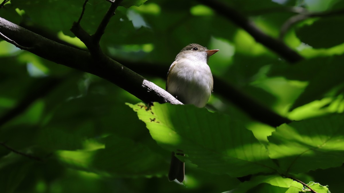 Acadian Flycatcher - Brenda Bull