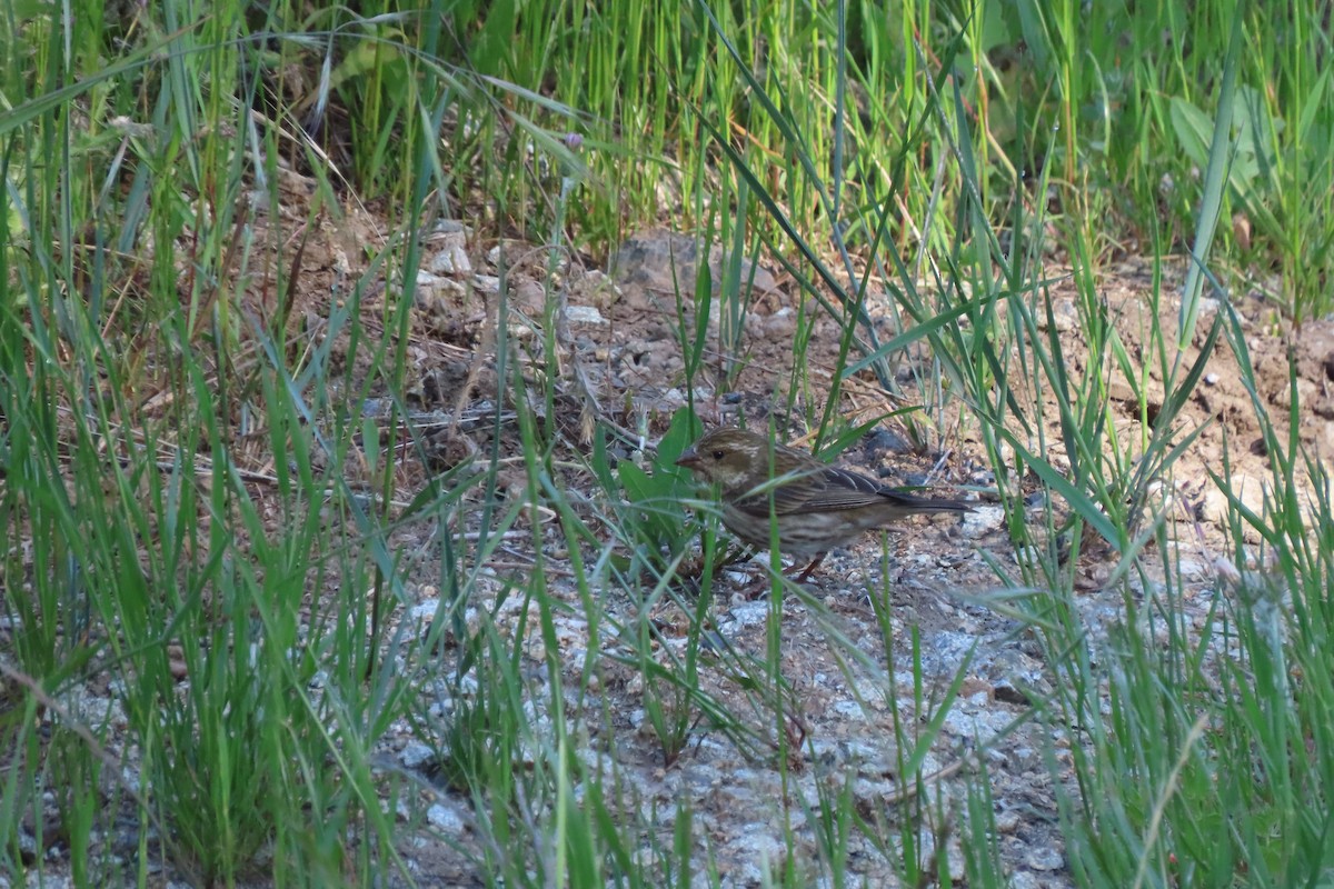 Purple Finch - ML619460228