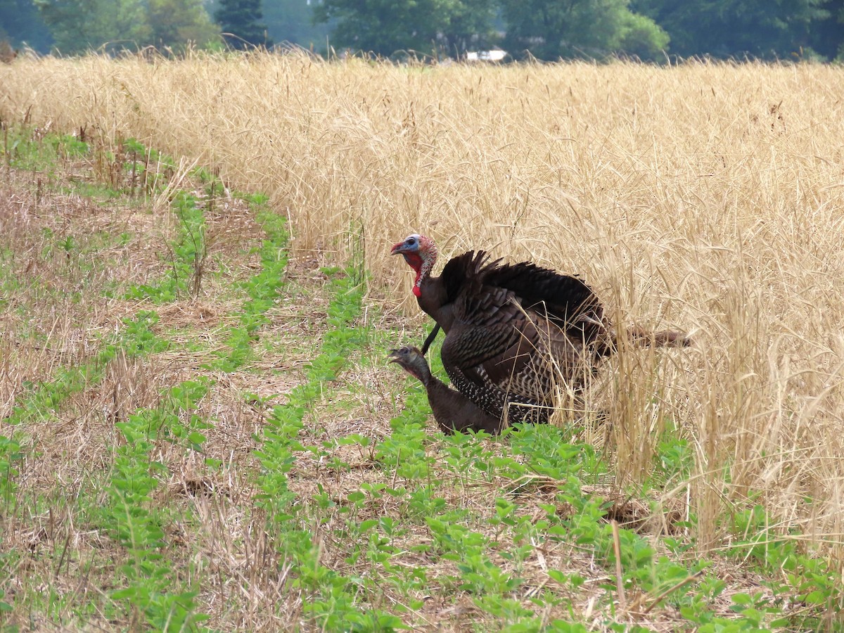 Wild Turkey - Randy Morgan