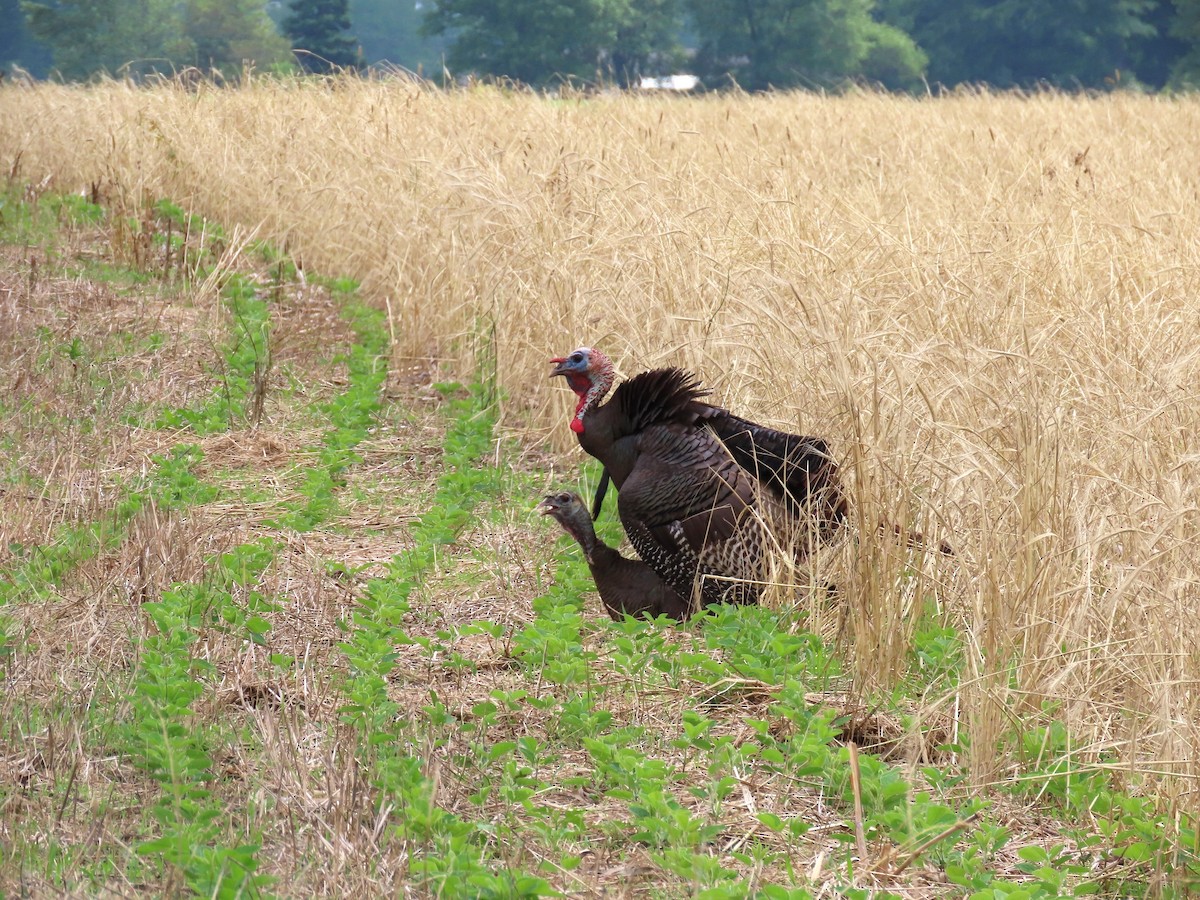 Wild Turkey - Randy Morgan