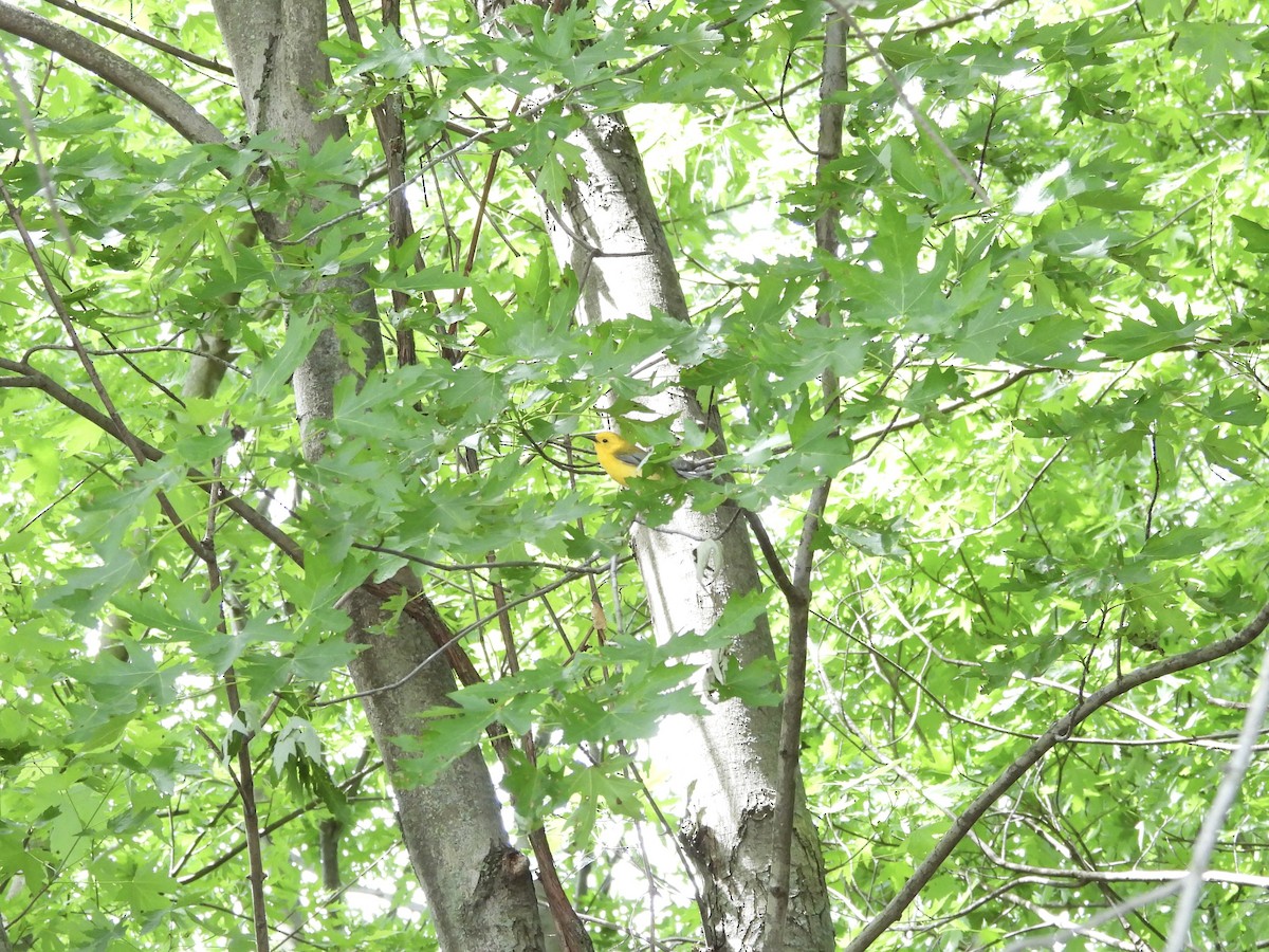 Prothonotary Warbler - Leann Henderson