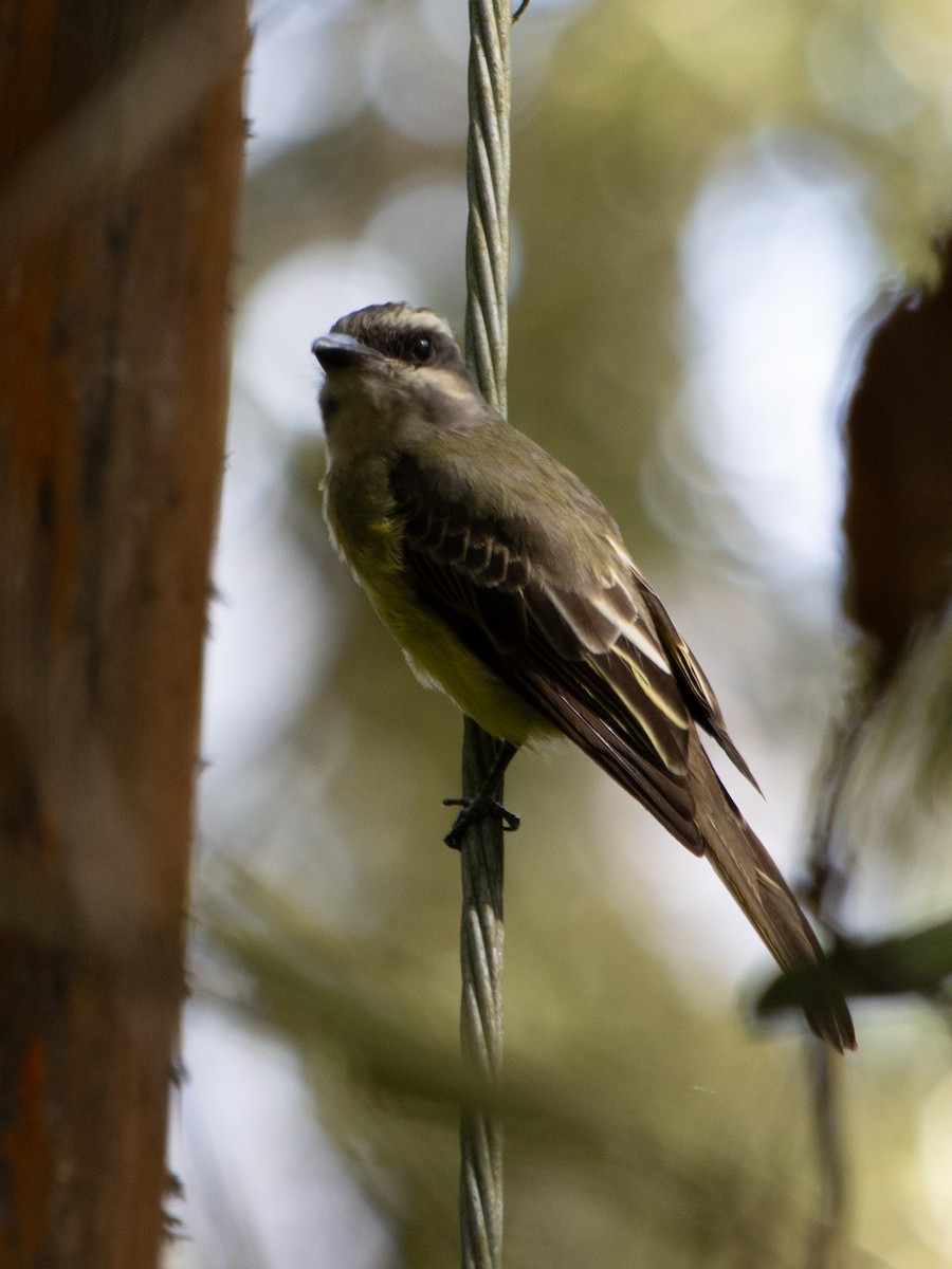 Golden-crowned Flycatcher - Rene sun