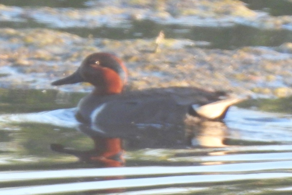 Green-winged Teal - Michael I Christie