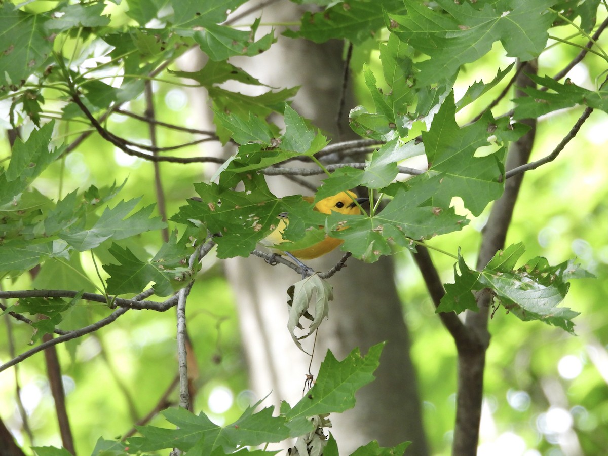 Prothonotary Warbler - Leann Henderson