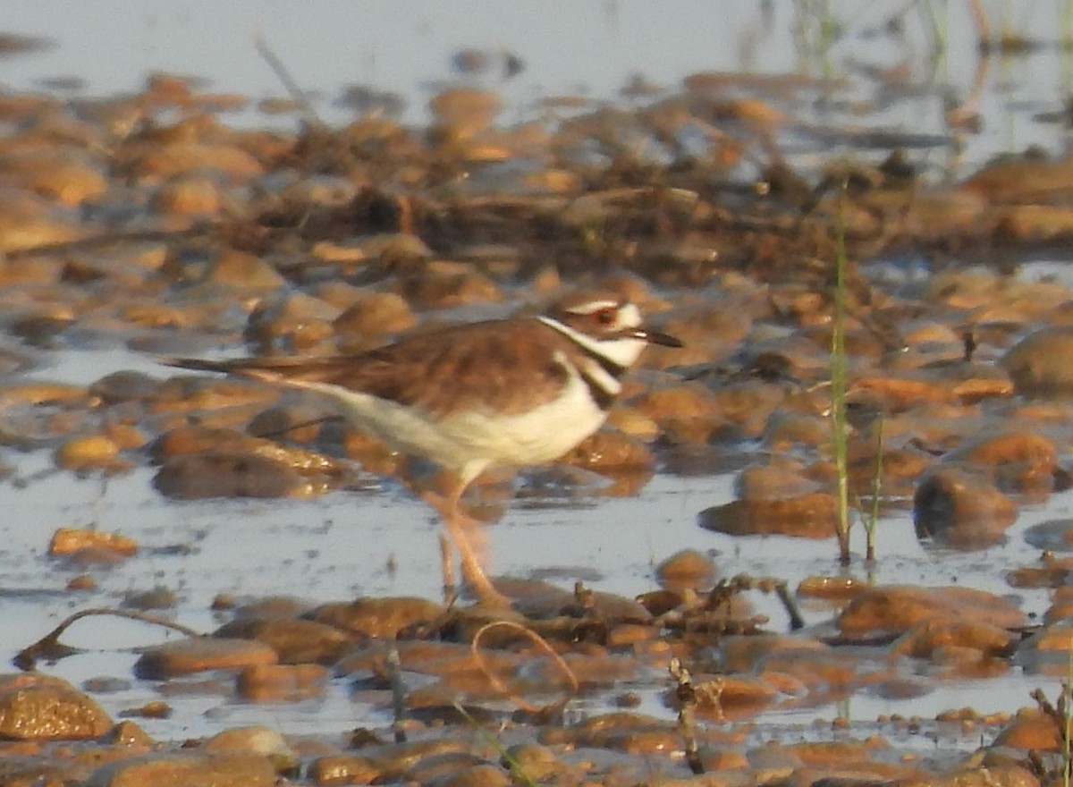 Killdeer - ML619460254