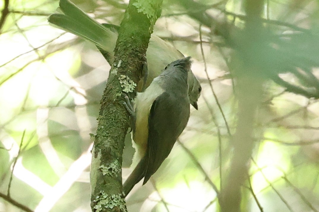 Tufted Titmouse - Connie yarbrough