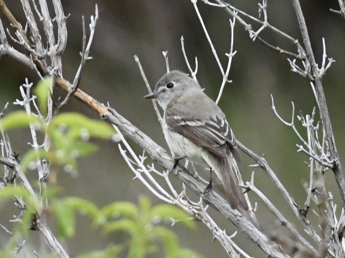 Dusky Flycatcher - Kent Kleman