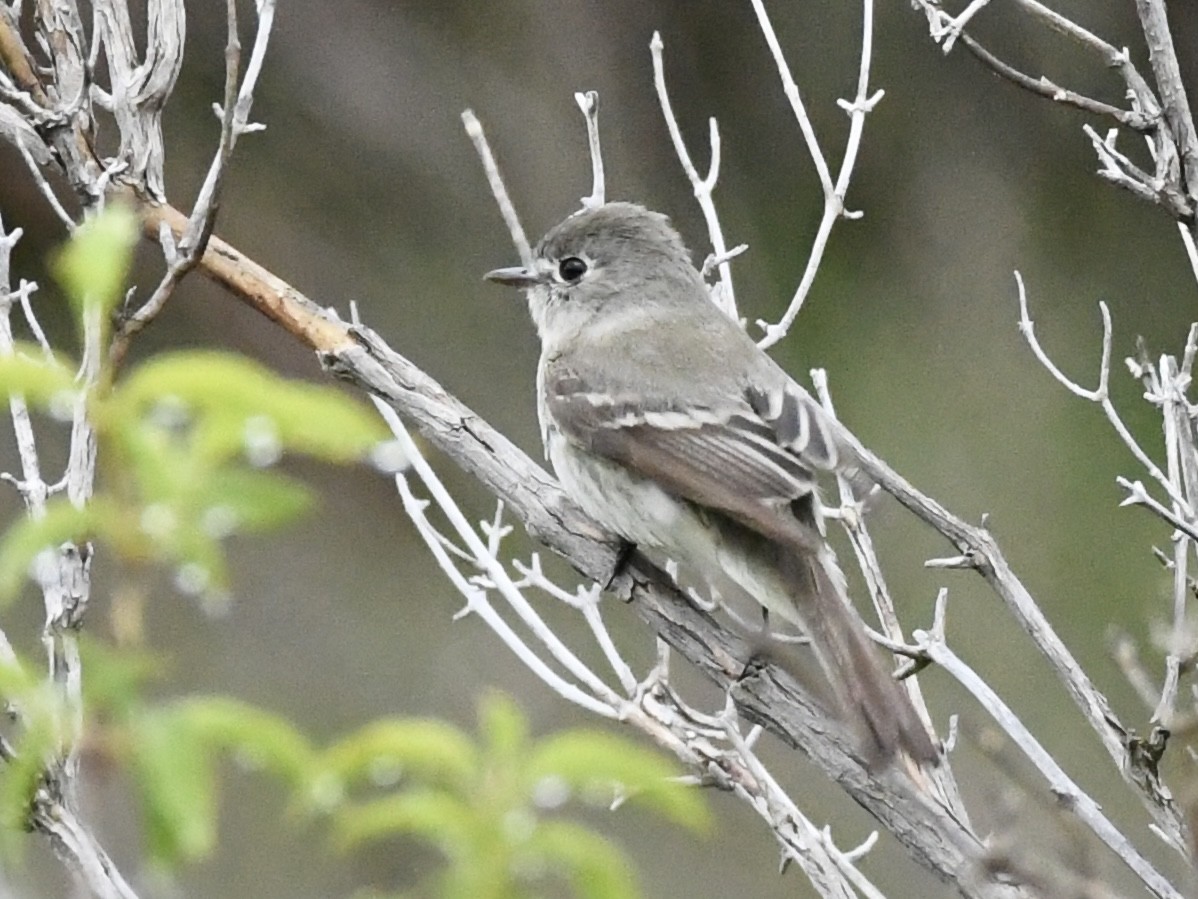 Dusky Flycatcher - Kent Kleman