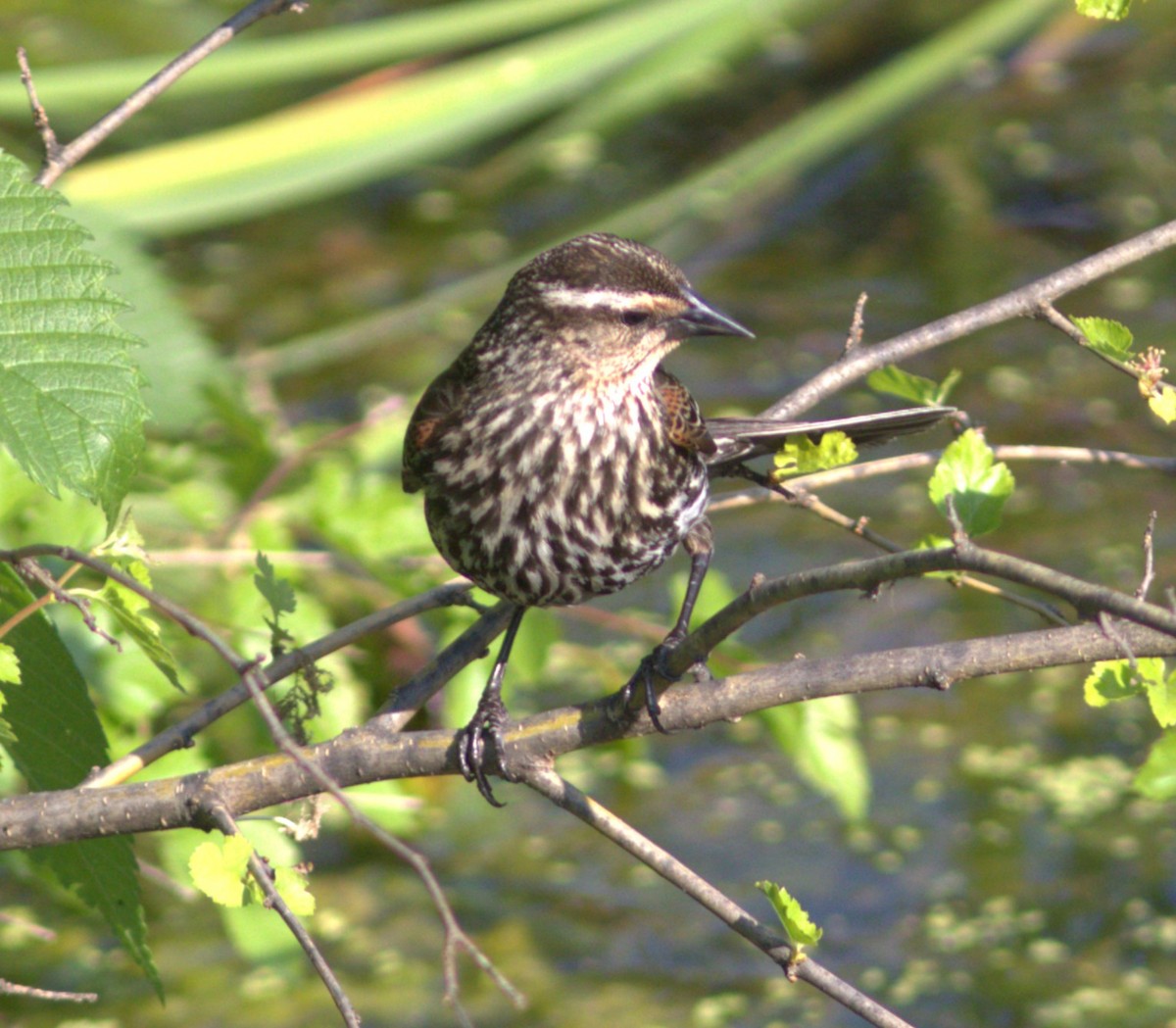 Red-winged Blackbird - Alexander "Sasha" Keyel