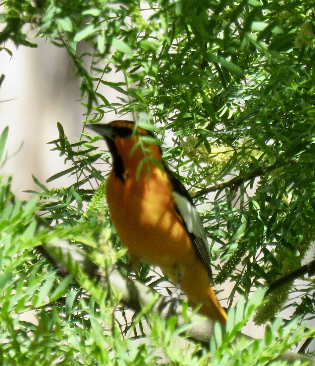 Bullock's Oriole - Jennifer Cole