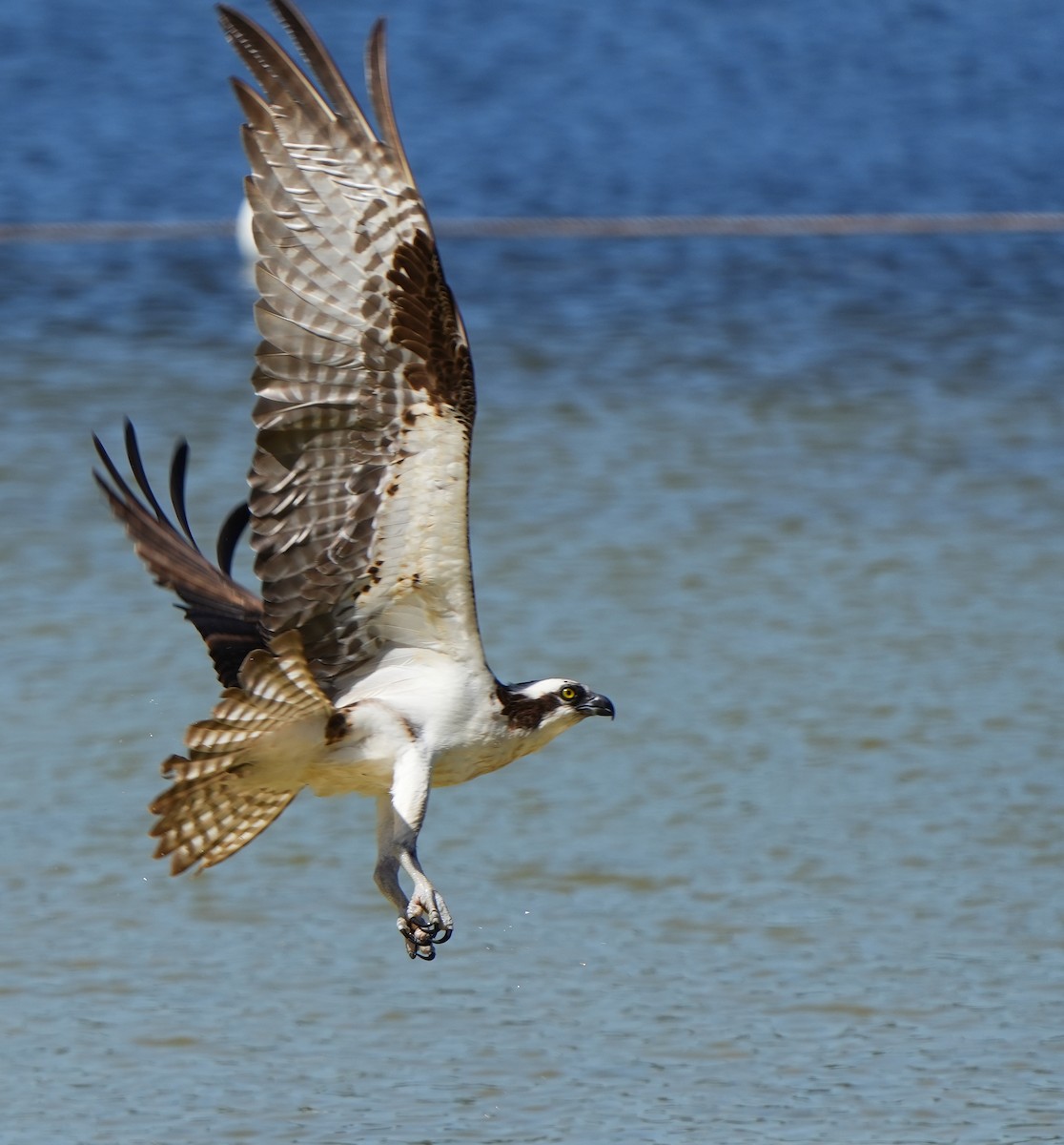 Osprey - Dave Bowman