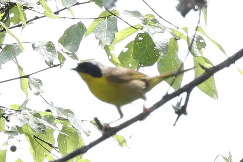 Common Yellowthroat - Connie yarbrough