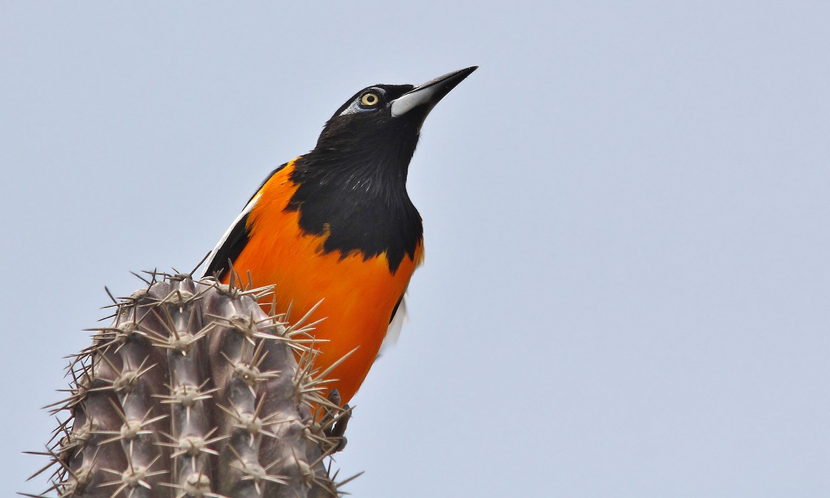 Venezuelan Troupial - ML619460267