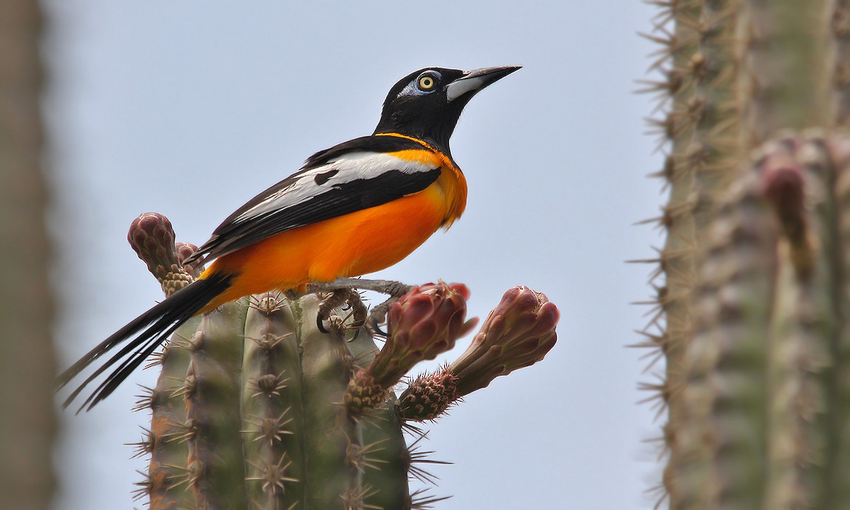 Venezuelan Troupial - ML619460269