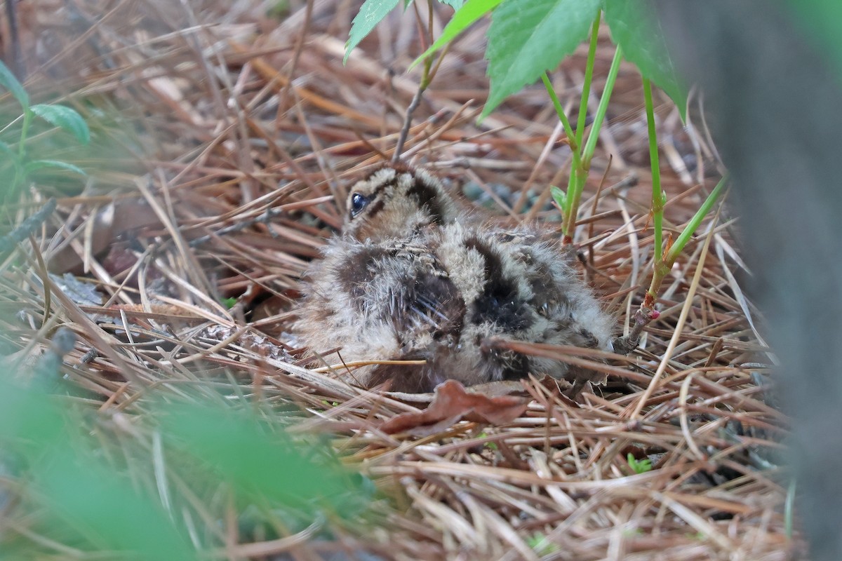 American Woodcock - Corey Finger