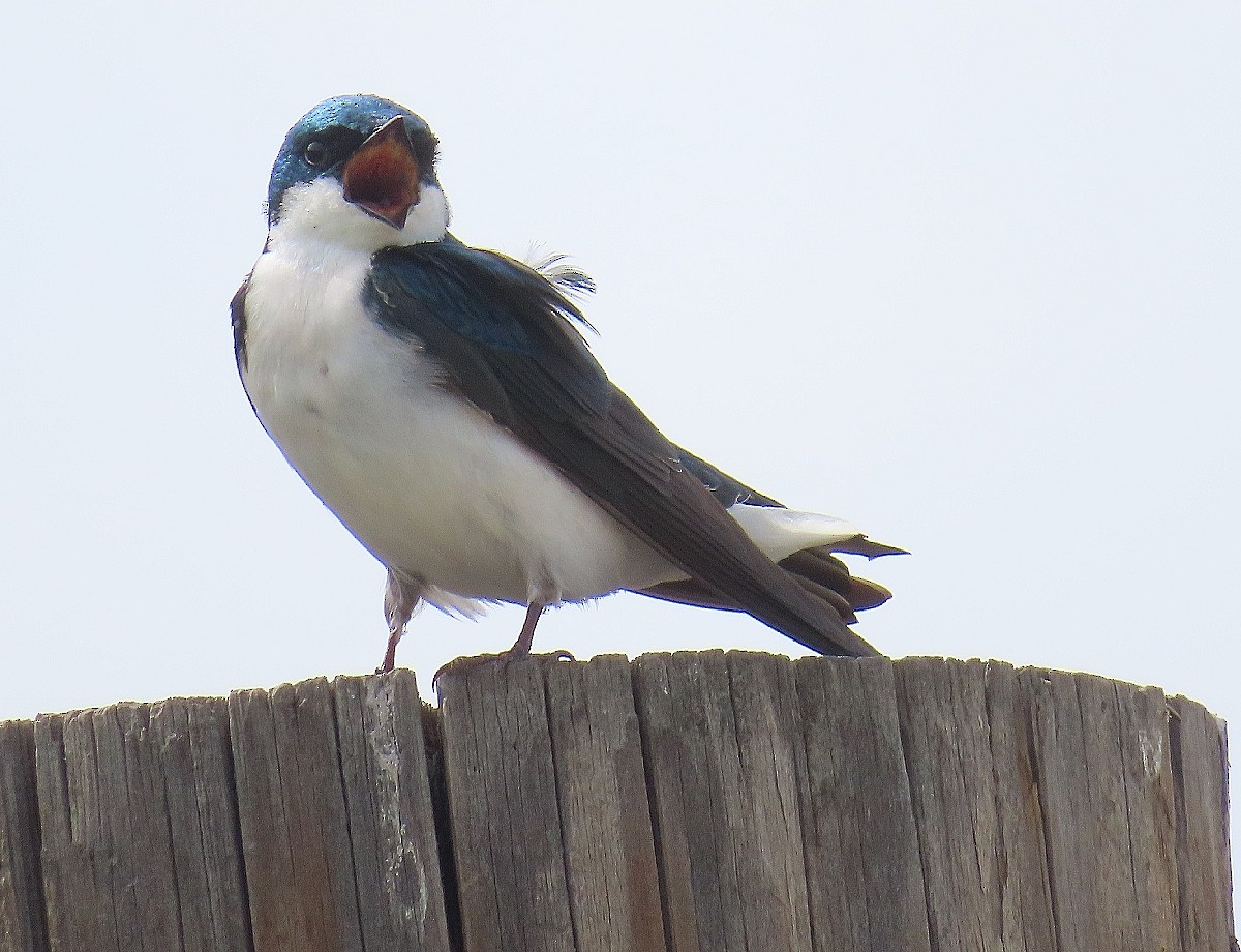 Tree Swallow - Bonnie Roemer