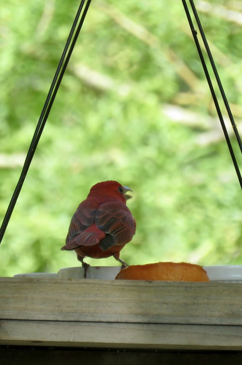 Summer Tanager - Jennifer Cole