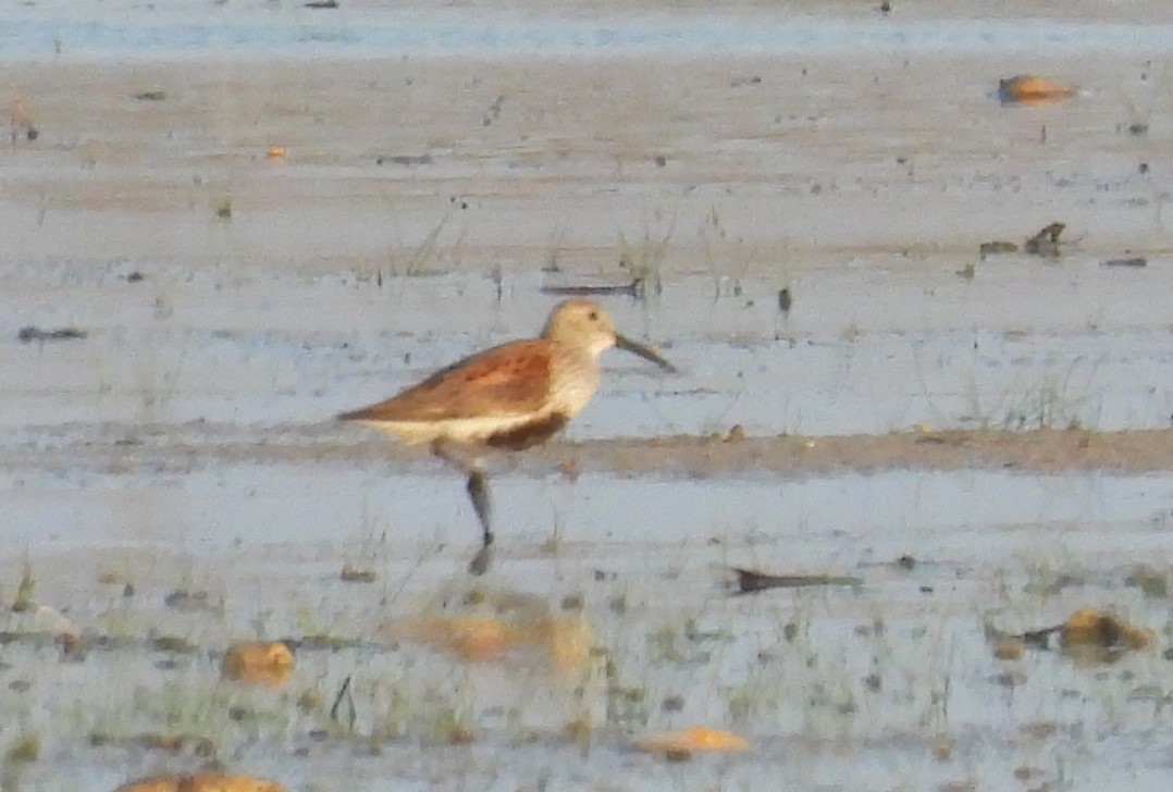 Dunlin - Joanne Muis Redwood