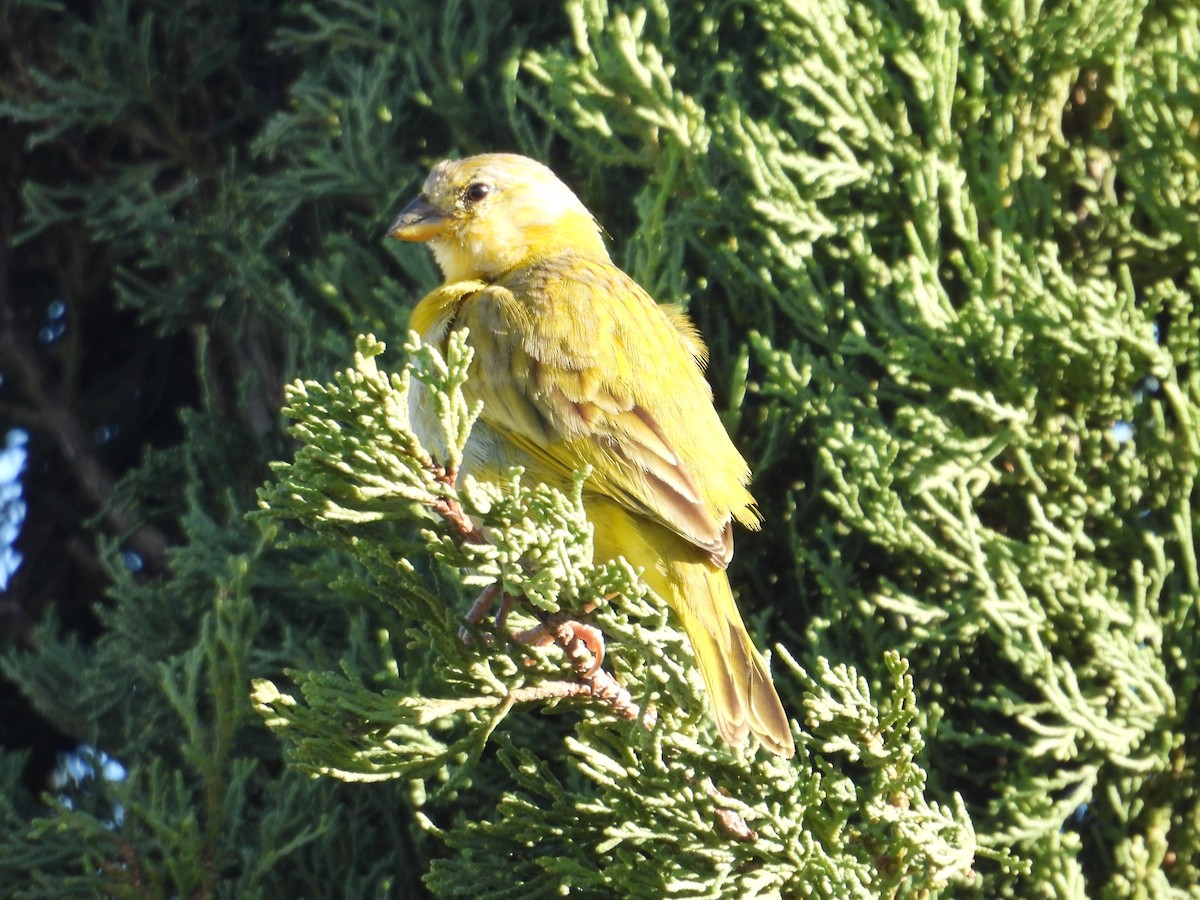 Saffron Finch - Juan Ramírez