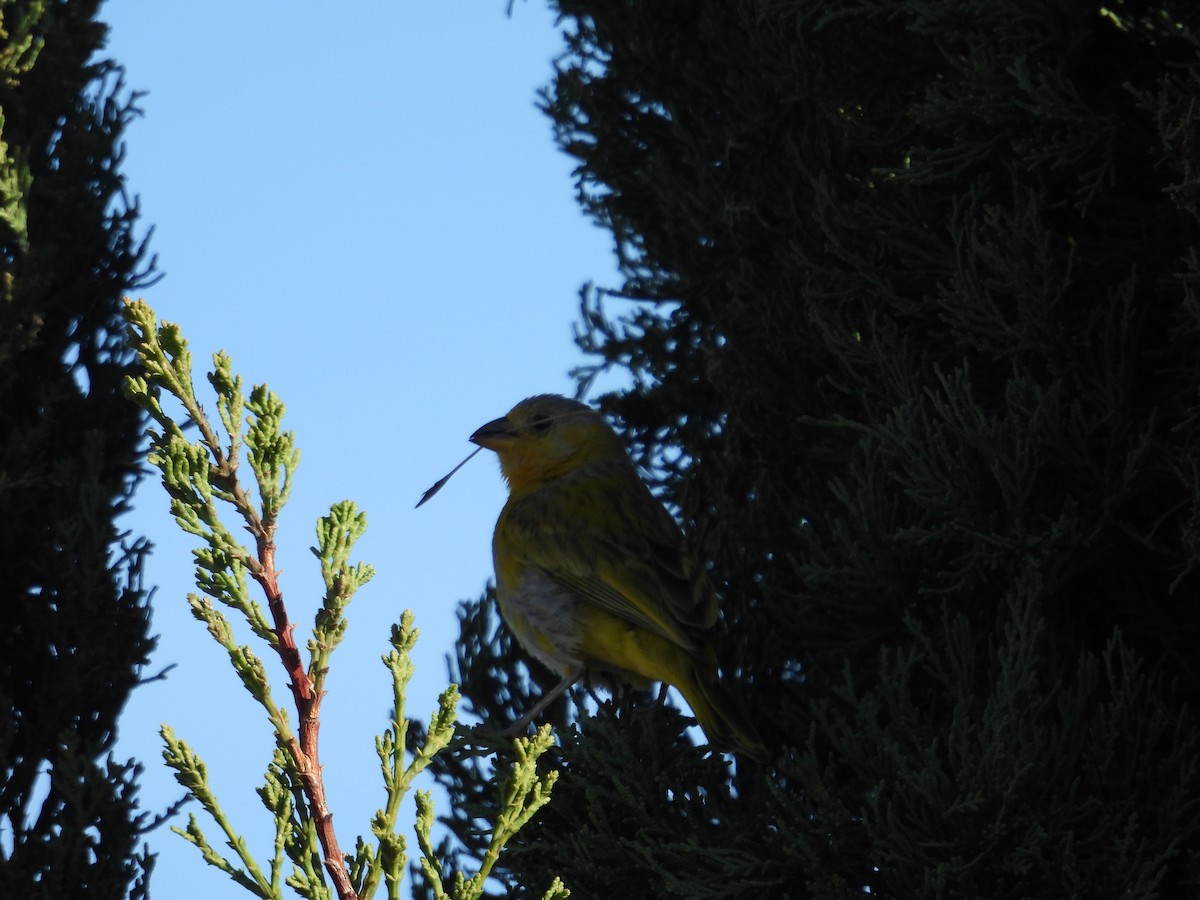 Saffron Finch - Juan Ramírez