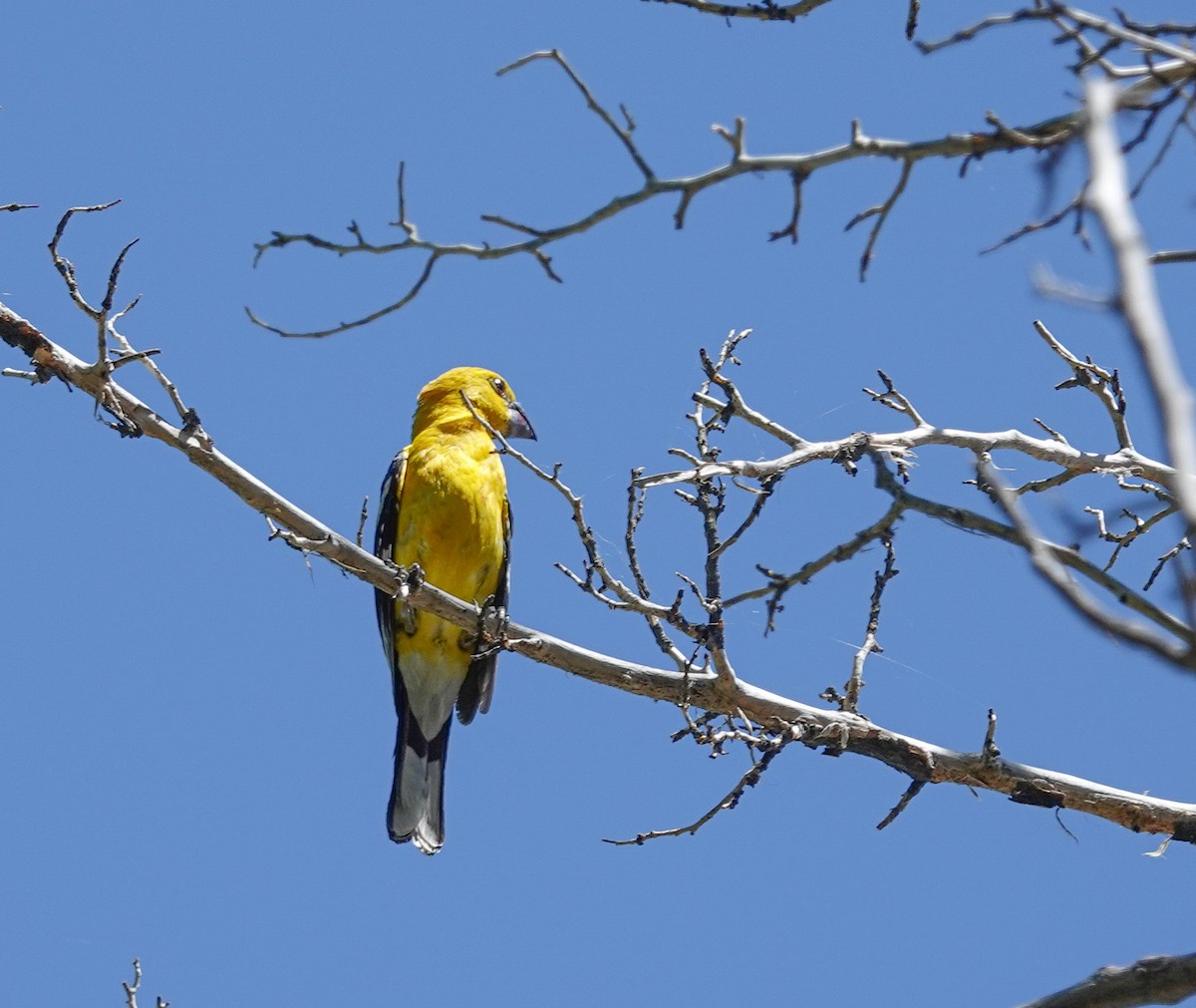 Yellow Grosbeak - Mark Otnes