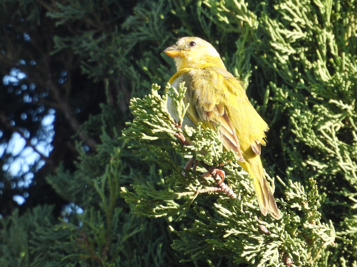 Saffron Finch - Juan Ramírez