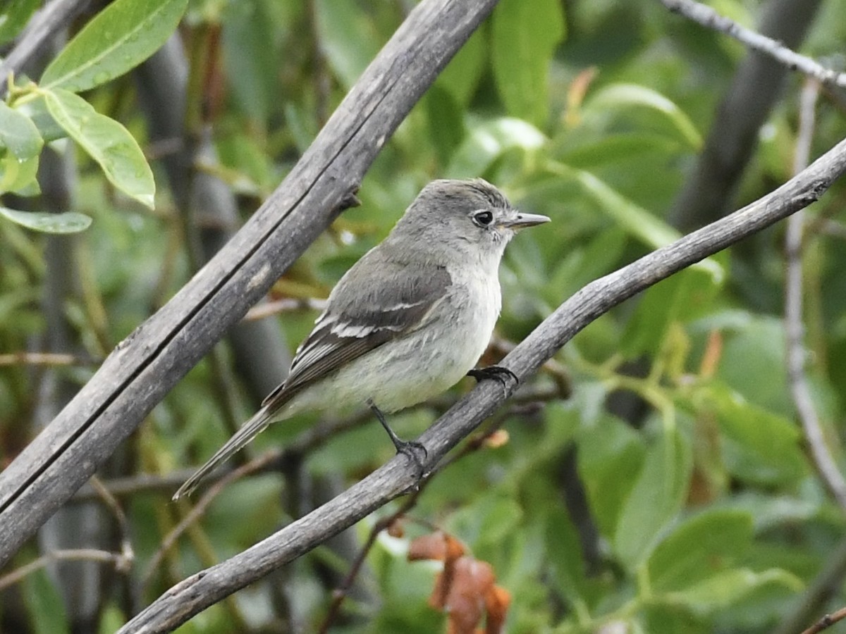 Dusky Flycatcher - Kent Kleman