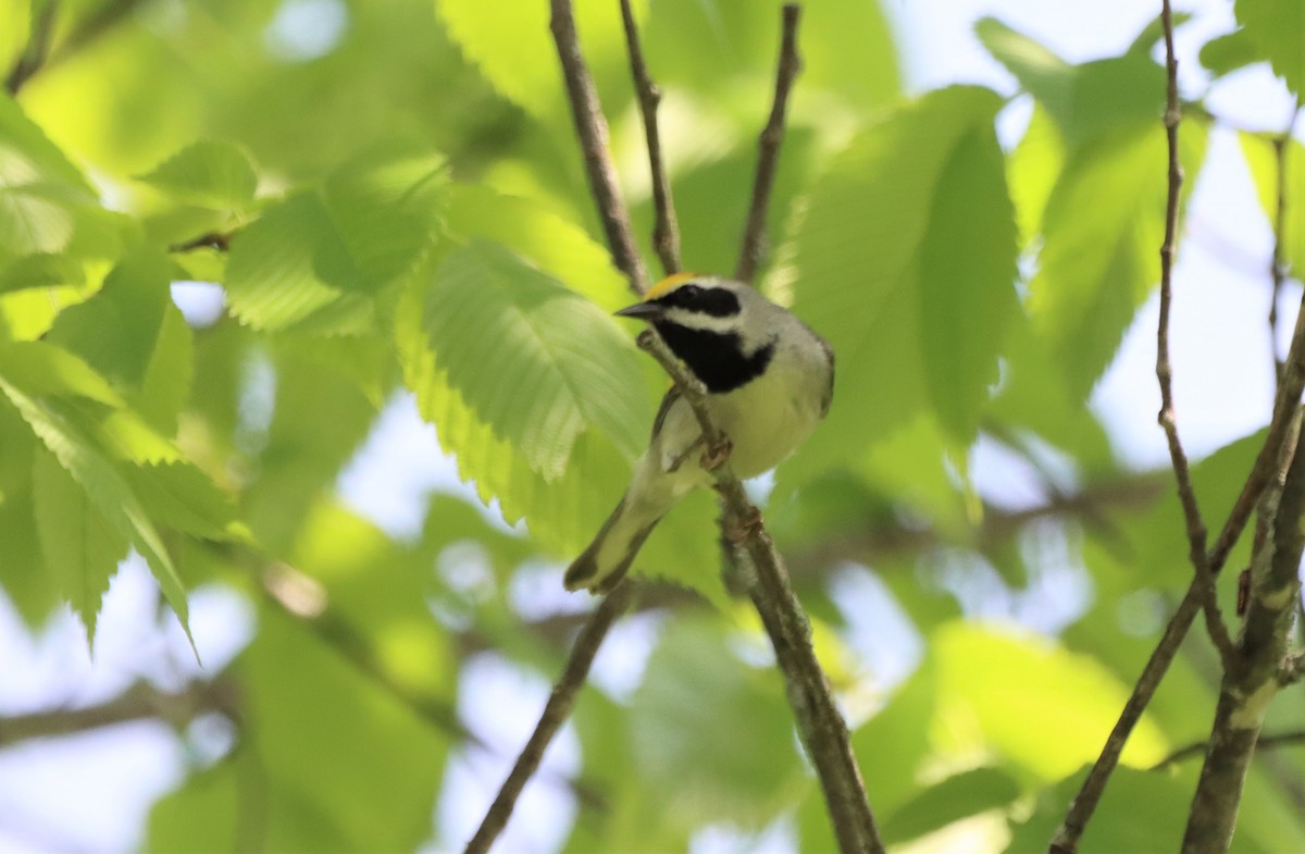 Golden-winged Warbler - ML619460319