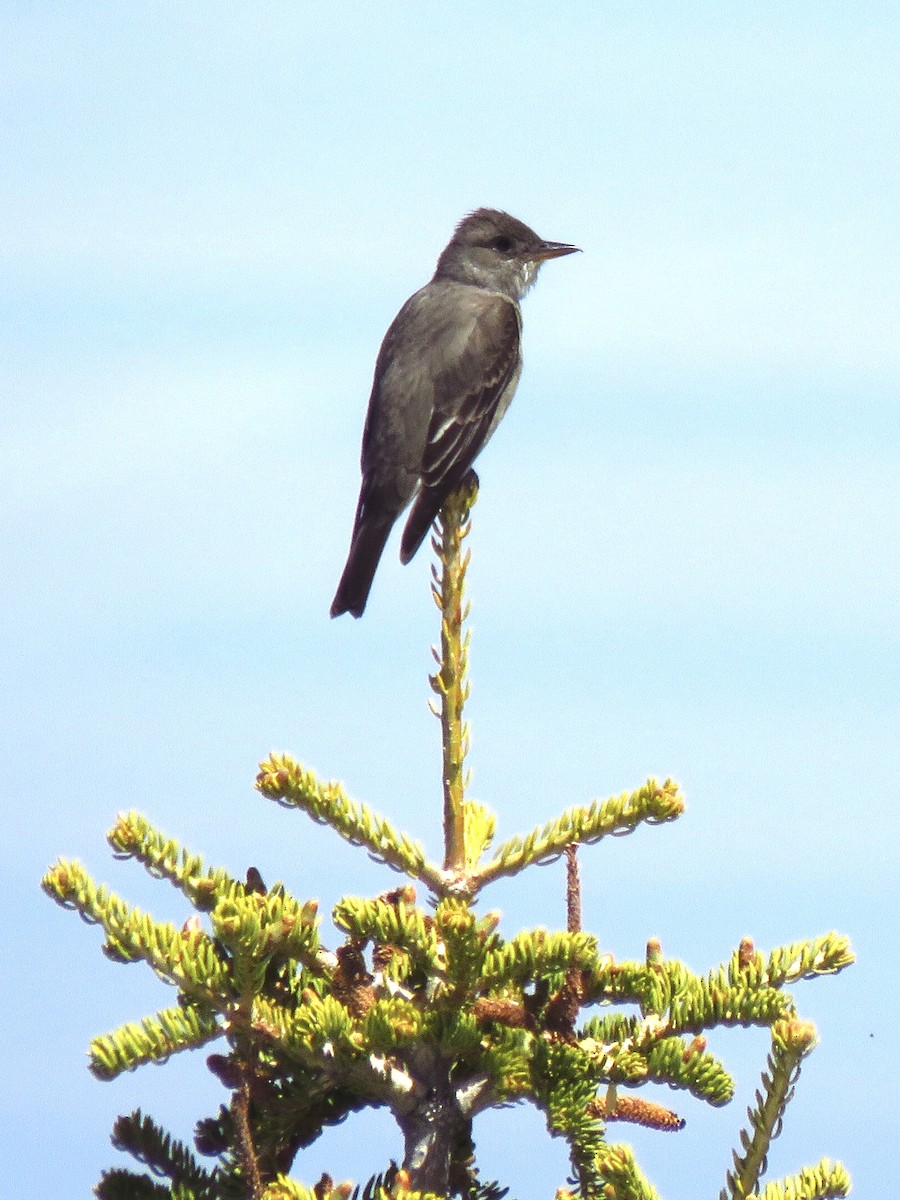 Olive-sided Flycatcher - ML619460329