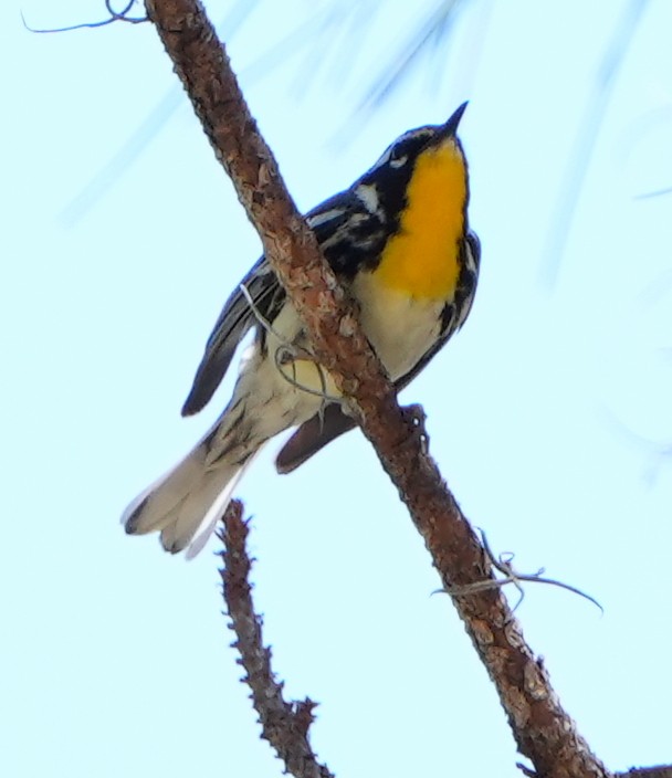 Yellow-throated Warbler - Dave Bowman