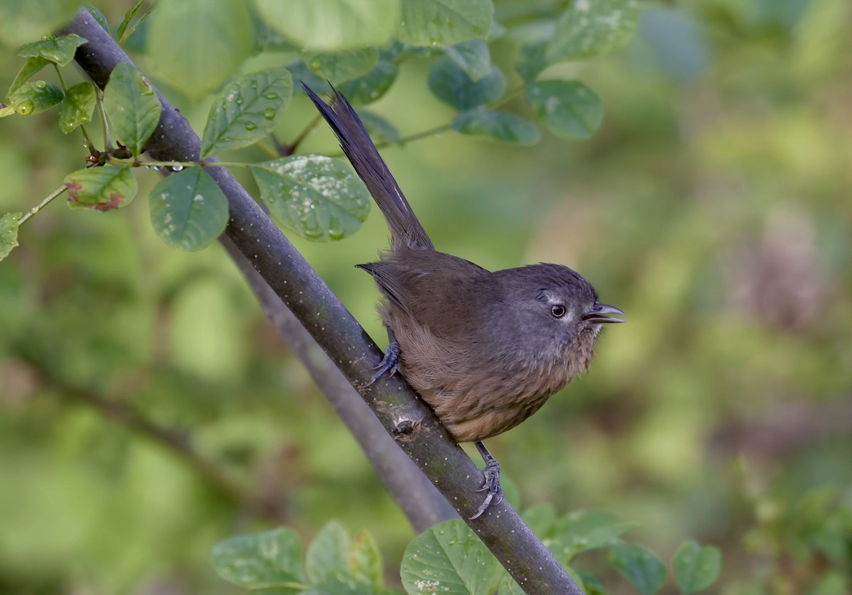 Wrentit - Randall Sinnott