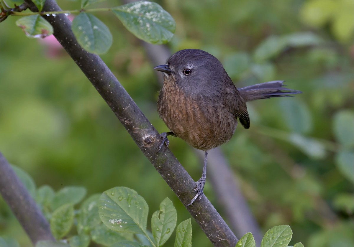 Wrentit - Randall Sinnott