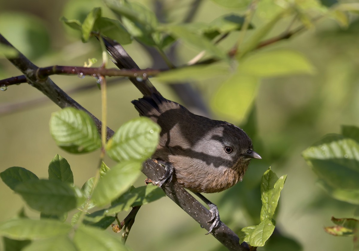 Wrentit - Randall Sinnott