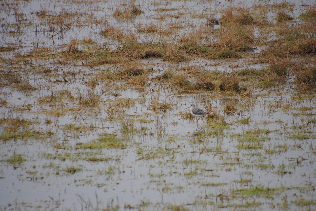 Common Greenshank - Alyssa DeRubeis