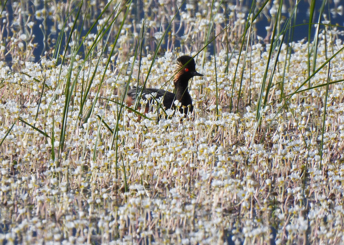 Eared Grebe - Alberto Laiz