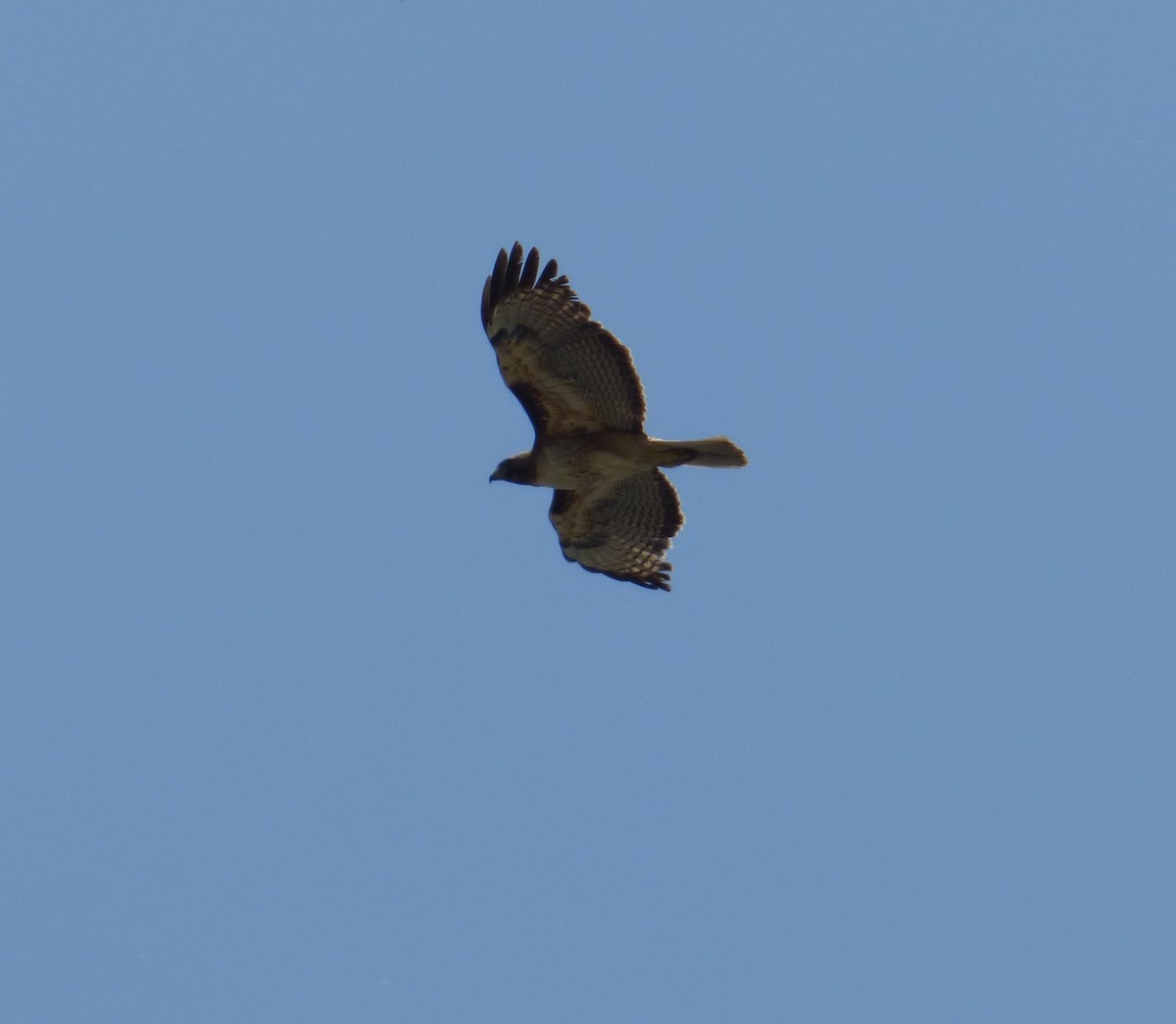 Red-tailed Hawk - Jude Flores