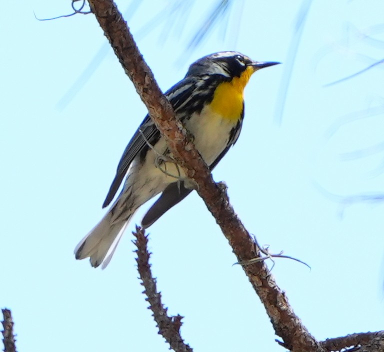 Yellow-throated Warbler - Dave Bowman