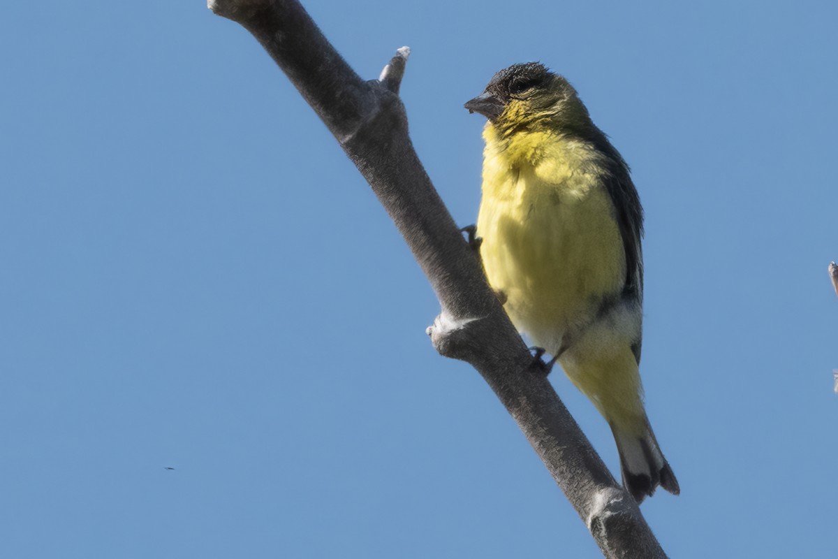 Lesser Goldfinch - Mary Ann Robertson