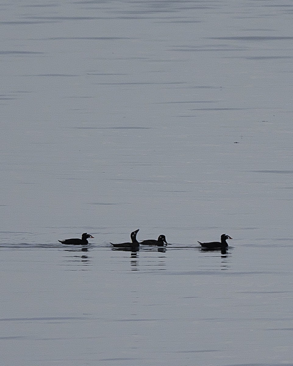 Surf Scoter - Guillaume Charette