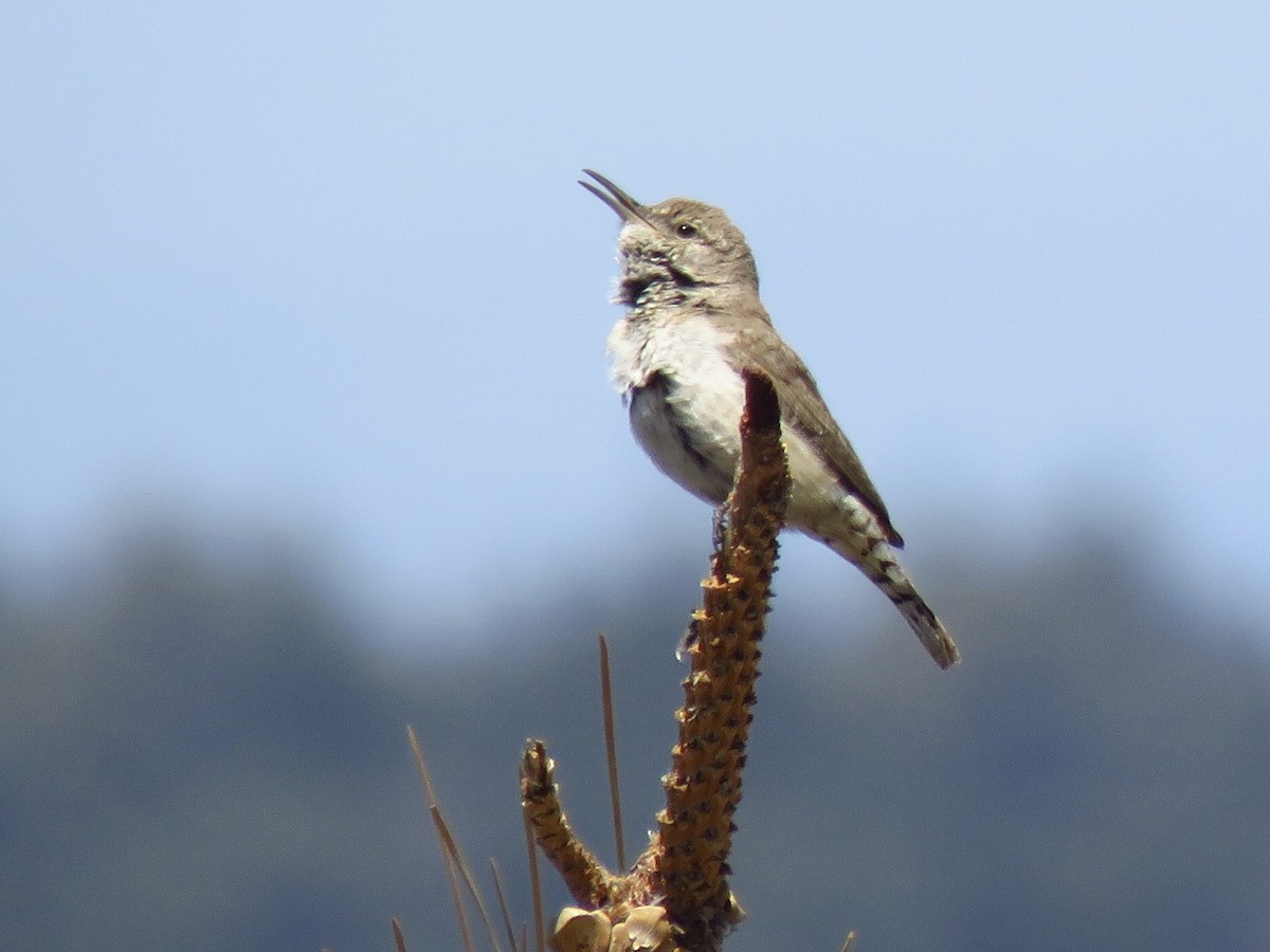 Rock Wren - Eric Wier