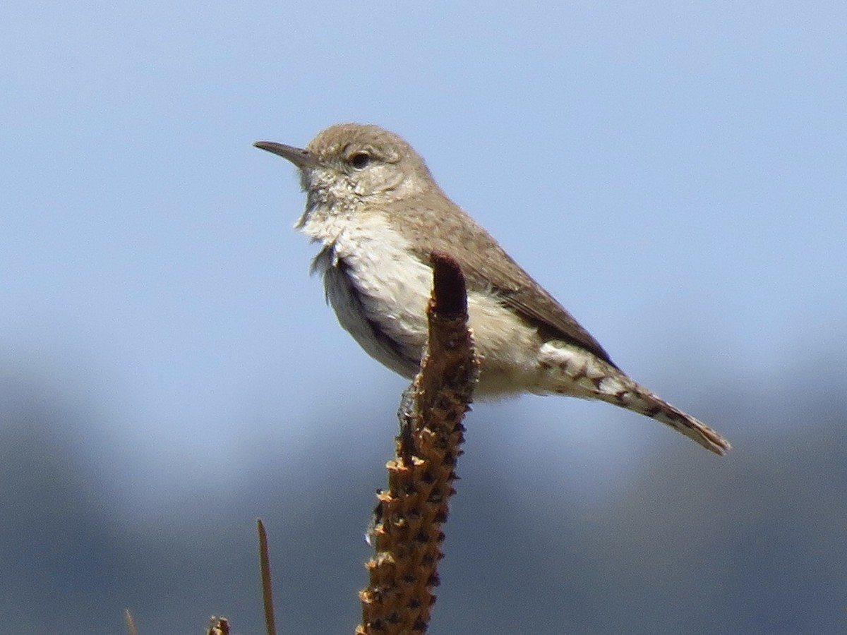 Rock Wren - Eric Wier