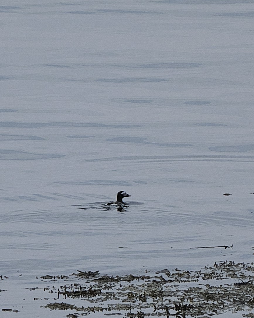 Long-tailed Duck - Guillaume Charette