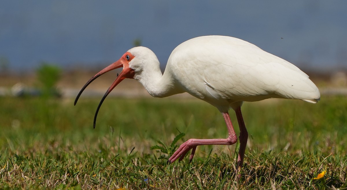 White Ibis - Dave Bowman