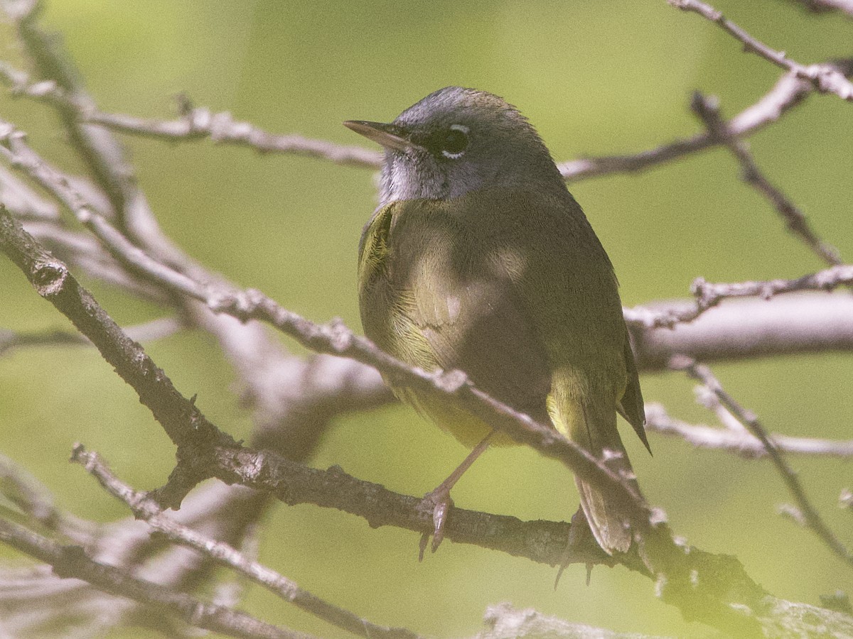 MacGillivray's Warbler - Dave Prentice