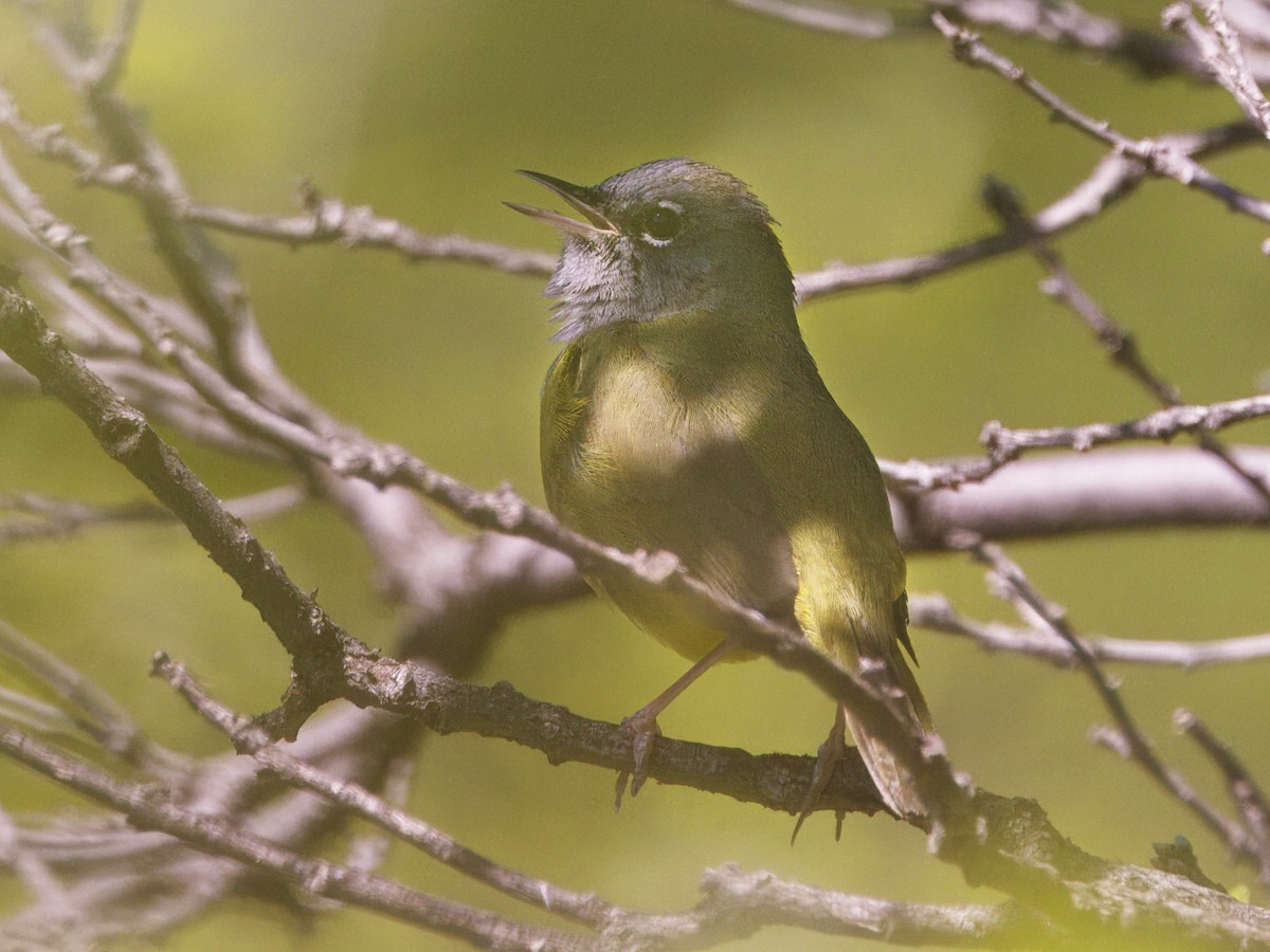 MacGillivray's Warbler - Dave Prentice