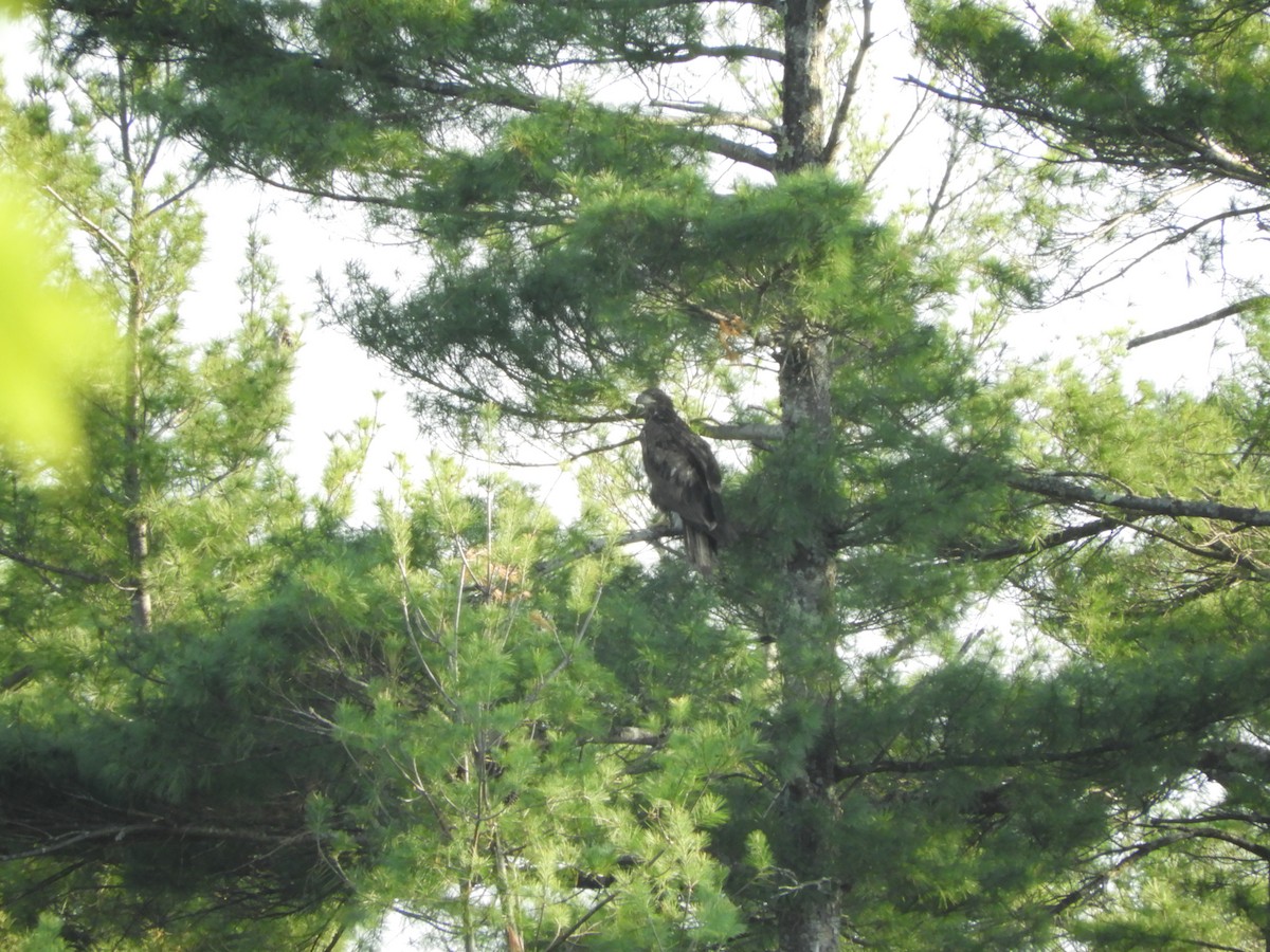 Bald Eagle - Anonymous